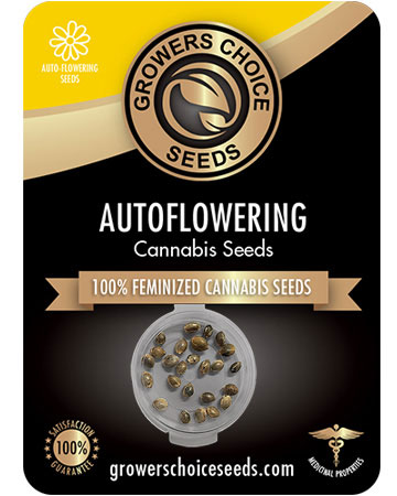the best marijuana seeds for sale mendo breath