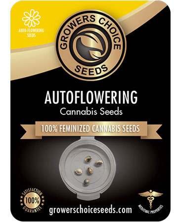 the best marijuana seeds for sale runtz