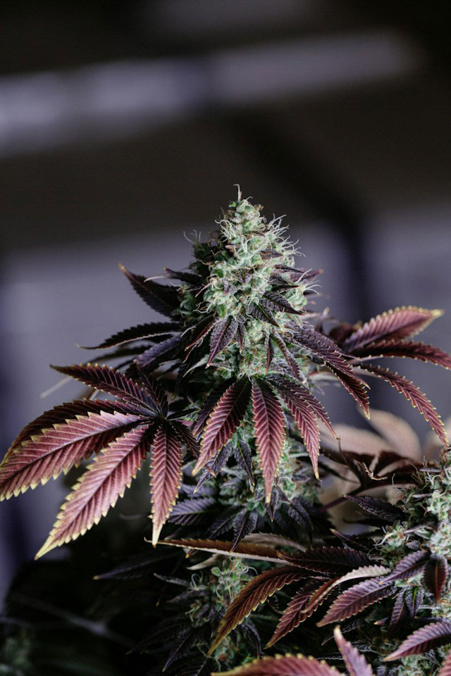 close-up of a purplish cannabis plant