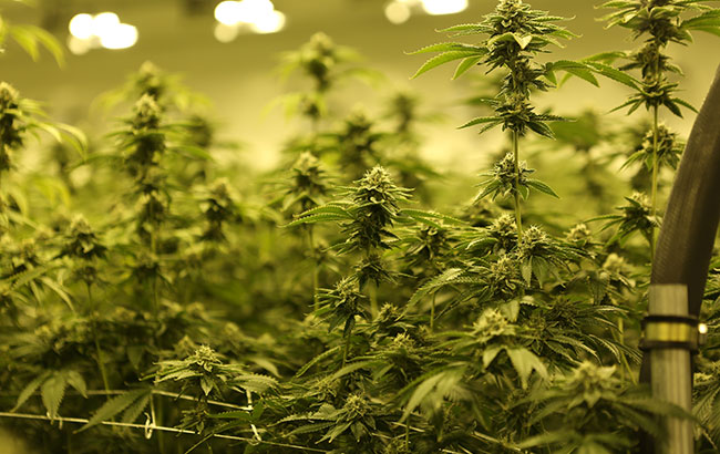 marijuana plants growing in a room with lights overhead