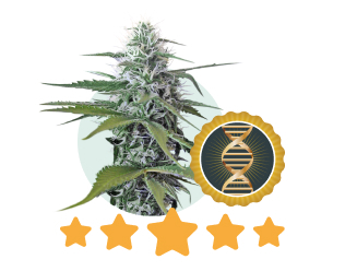 premium-cannabis-genetics