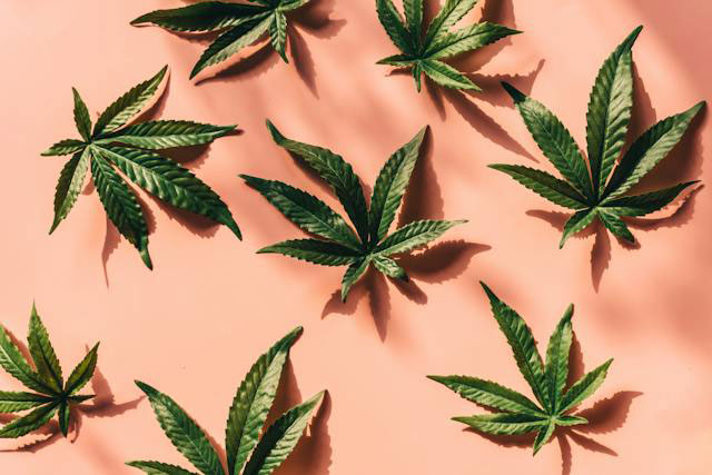 cannabis leaves on pink surface