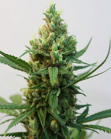 the best marijuana seeds for sale Gusher