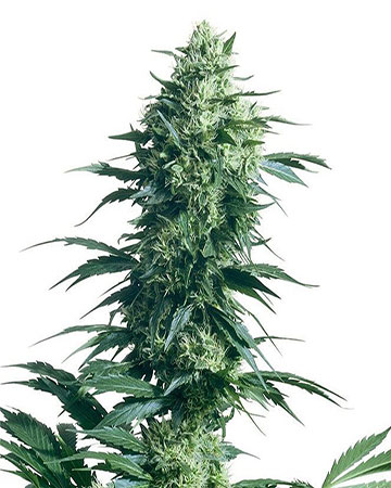 buy the best marijuana seeds Krypto Chronic