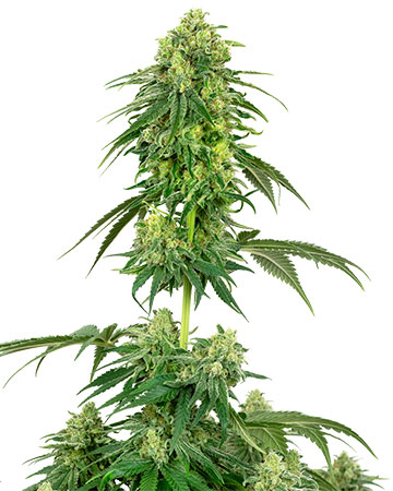 the best marijuana seeds for sale Strawberry Kush
