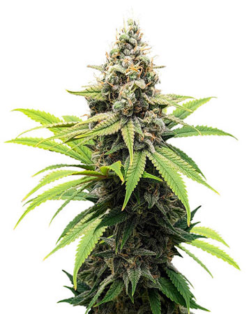 buy the best marijuana seeds Weeding Crasher