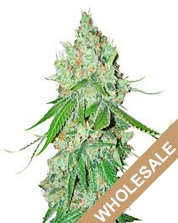 buy popular marijuana seeds Gorilla Zkittlez