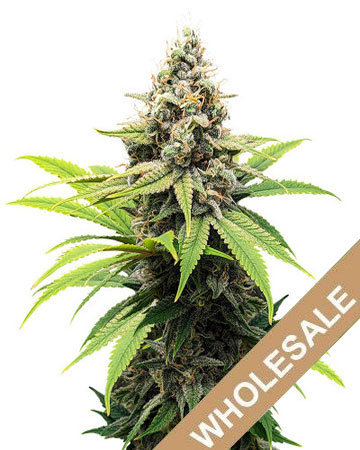 buy the best marijuana seeds Weeding Crasher