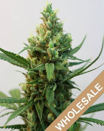 the best marijuana seeds for sale Gusher