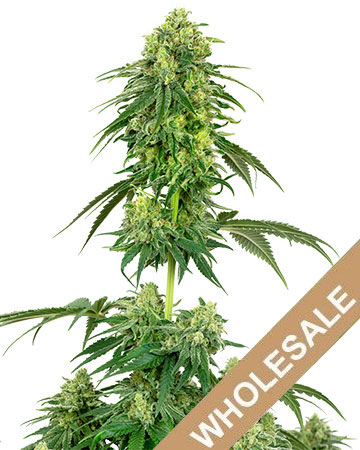 Premium marijuana seeds Strawberry Kush