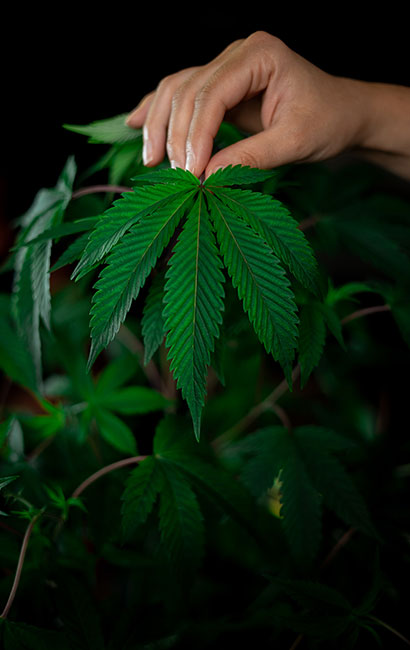 Close-up of a person holding up a green cannabis plant