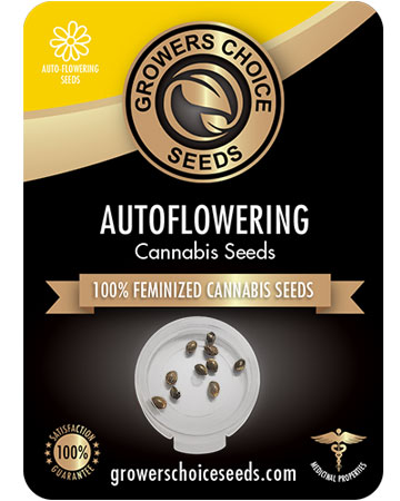 buy-premium-wholesale feminized-cannabis-Gushers