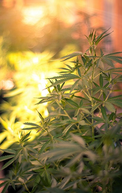 cannabis plant