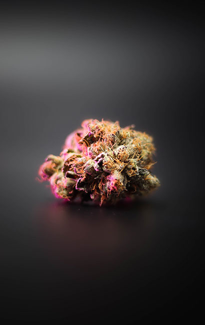 A green bud with orange pistils on a black background with a pink light shinning on it.