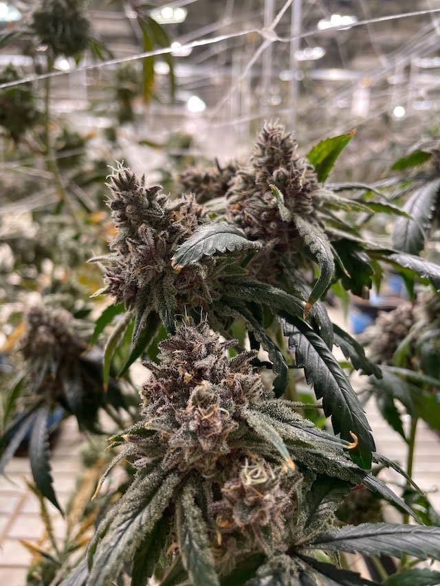 Close-up of a marijuana plant and its buds