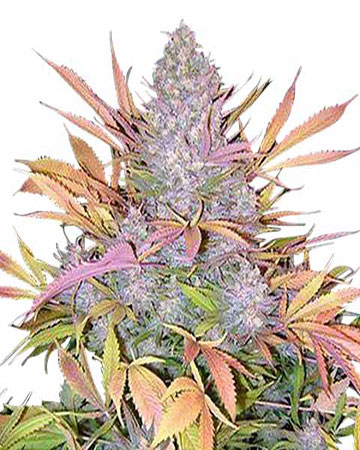 buy popular marijuana seeds Strawberry Cough