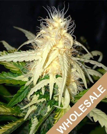 buy-premium-wholesale-feminized-cannabis-Albino Kush