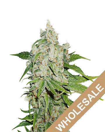 buy-premium-wholesale-feminized-cannabis-Stardawg.jpg