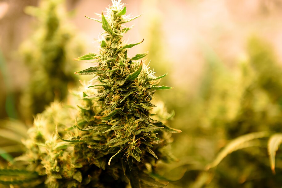 the best marijuana seeds for sale in quebec