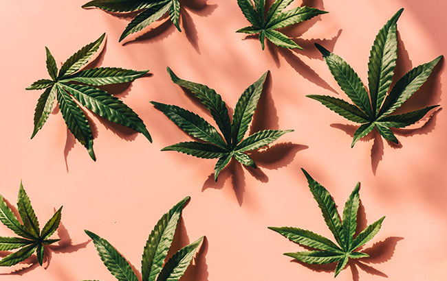 cannabis leaves on pink surface