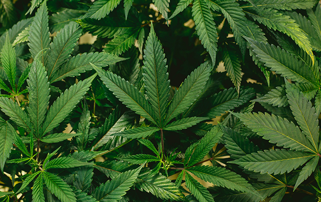 There are dark green marijuana plants with jagged-edged leaves. There are small, medium, and large cannabis leaves layered upon each other.