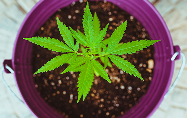 Overhead shot of a marijuana plant growing in a purple pot