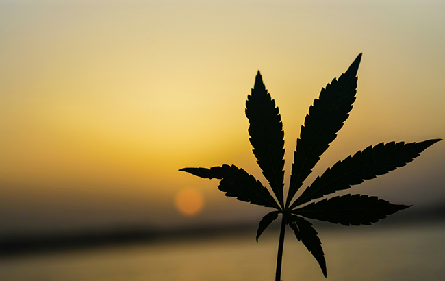 a shadowed dark black cannabis leaf held up against a stunning yellow sunset with the horizon blurred.