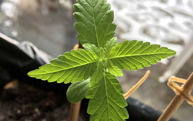 Close-up of a cannabis seedling with small bamboo or reed supports behind it