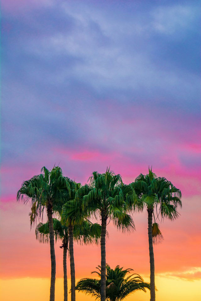 The green leaves of palm trees under a sunset