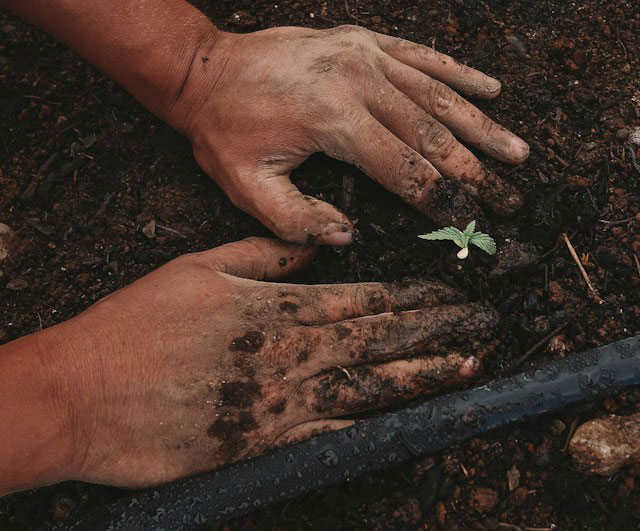 A persons hands patting down soil with a cannabis seed that has sprouted