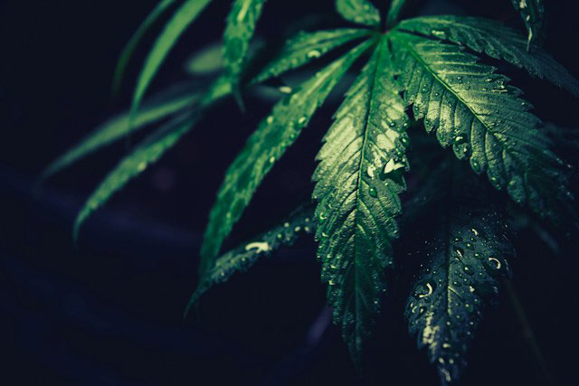 green leafed cannabis plant