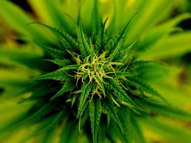  Close-up of a budding marijuana plant
 