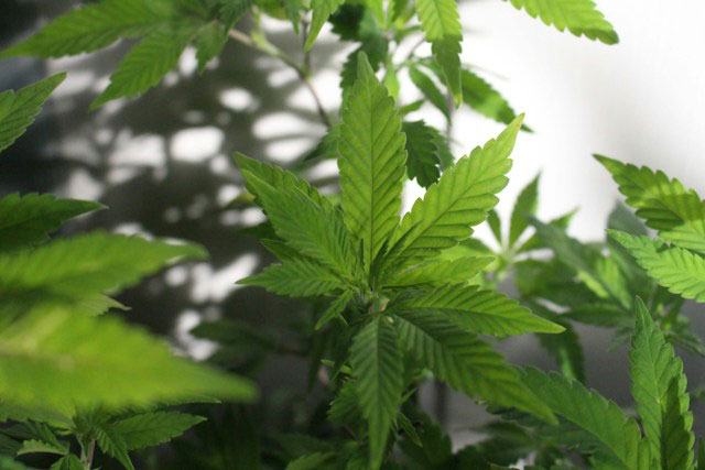 Healthy marijuana plant.