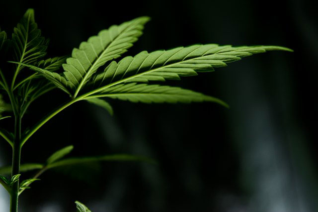 macro photography of green cannabis leaf