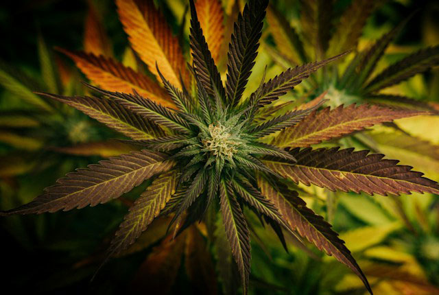  A close-up shot of a marijuana plant with brown and green leaves