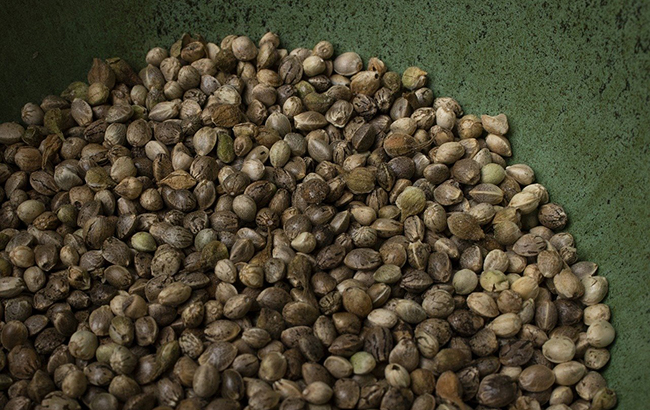 Dozens of marijuana seeds in a pile