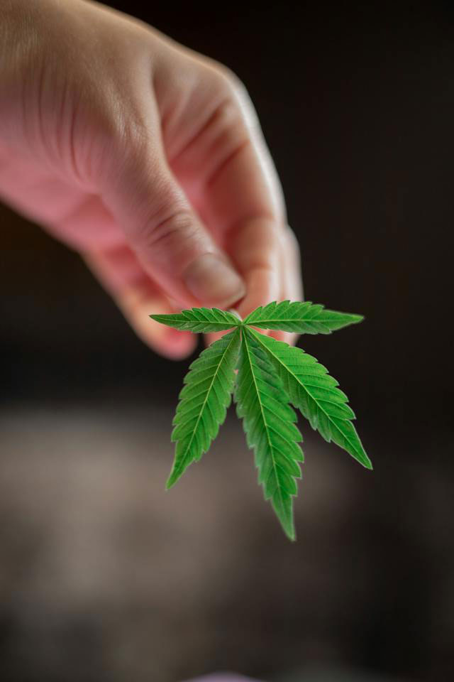 Close-up of a hand holding a marijuana leaf