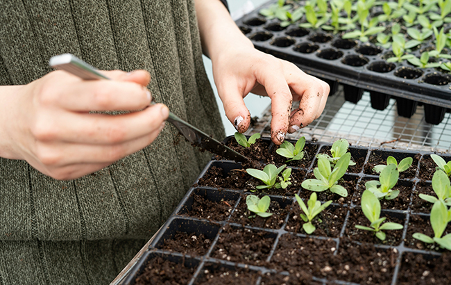 A person transplanting seedlings out of a small container.