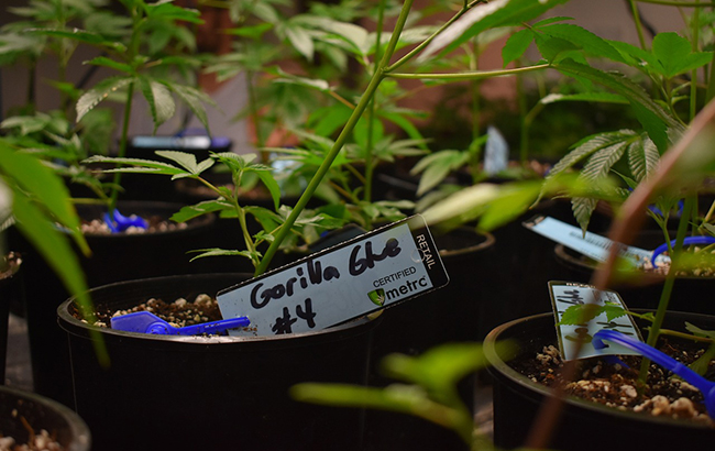 Photo of Gorilla Glue cannabis strain being grown in a pot