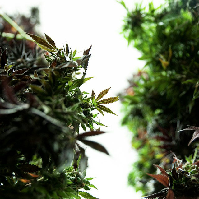 Marijuana plants in a bright outdoor garden.