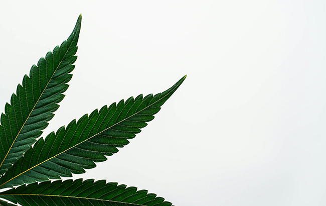 Against a white background, there is a dark green marijuana leaf with jagged edges in the left-hand corner.
