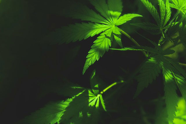 Marijuana leaves in front of a black background.