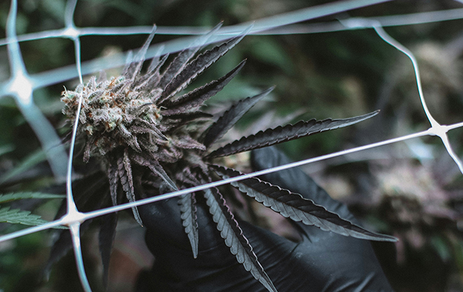 A person holding a marijuana flower by reaching through a fence. 