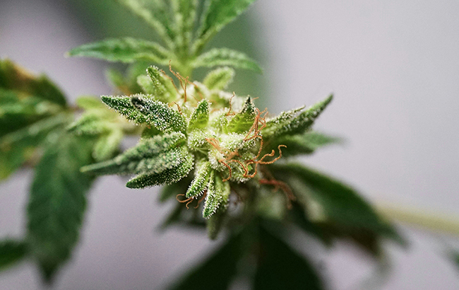 A closeup of a green marijuana flower.