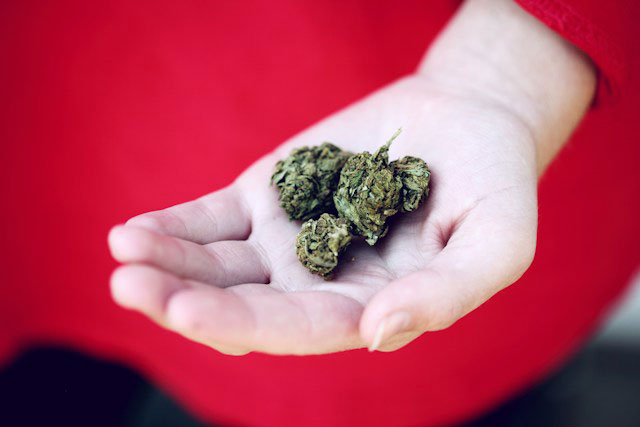 A person holding marijuana buds in their palm.