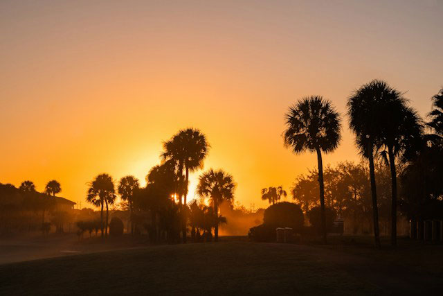 Silhouettes of palm trees at sunset in Orlando, FL