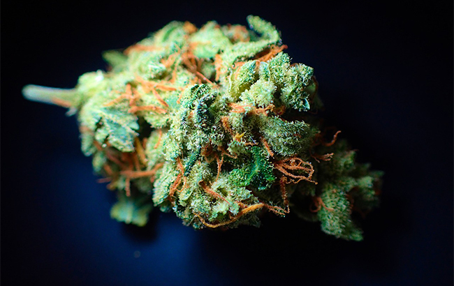 Close-up of a dried fuzzy cannabis bud with amber pistils on a black surface