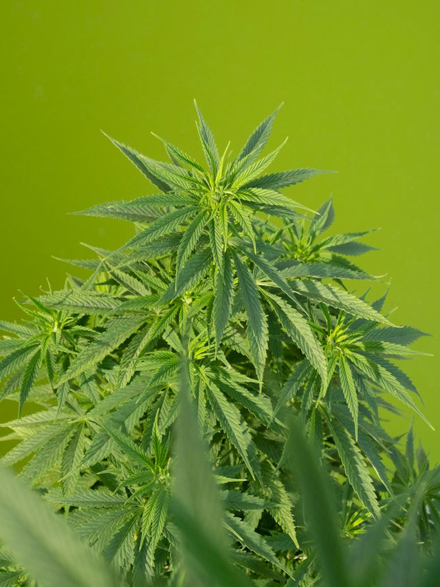 A marijuana plant with bright green leaves against a green background