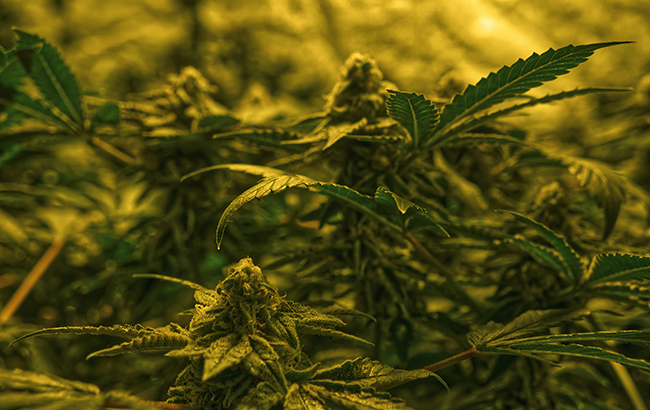 Marijuana plants growing in a field with yellow light