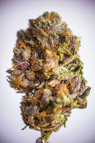 Close up of Grandaddy Purple, grown from cannabis seeds.